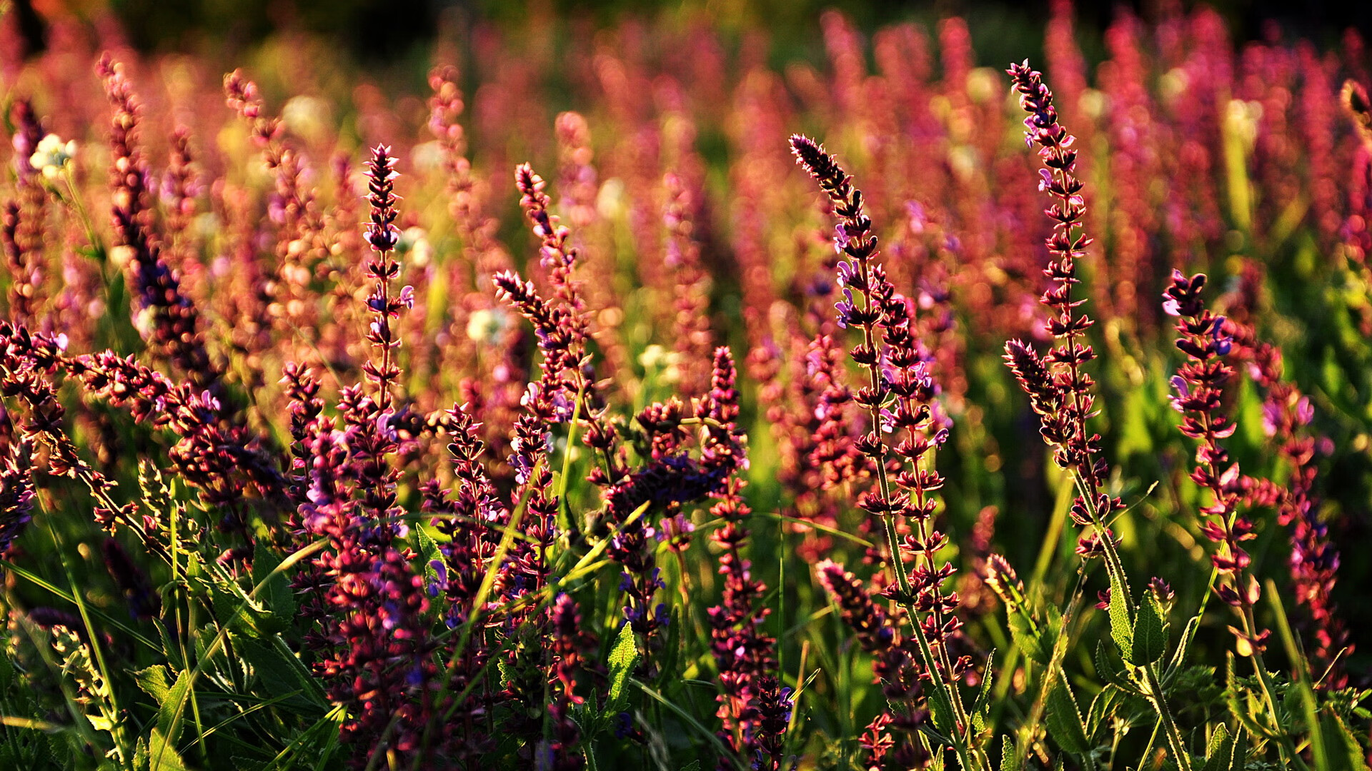 中国家庭足球计划启动,普及足球运动,中国家庭的进球