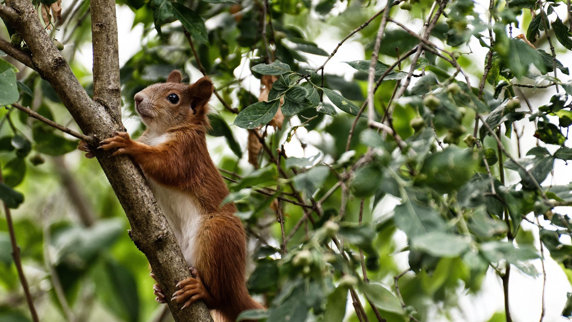 中国篮球文化节庆祝活动盛大举行,篮球文化艺术节