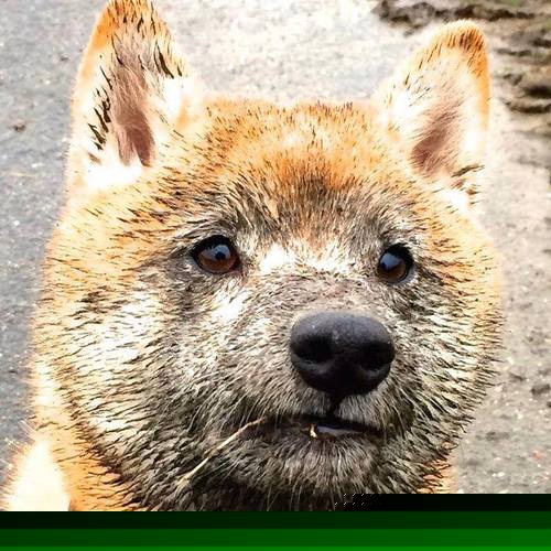 中国男篮国家队教练带队探索新战术体系,2021中国男篮国家队教练组