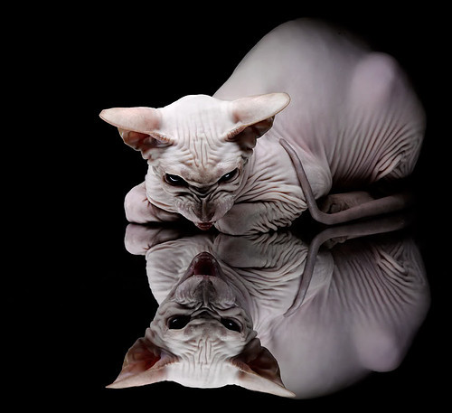 全明星赛投篮大赛冠军揭晓，现场热烈气氛爆棚，nba全明星投篮