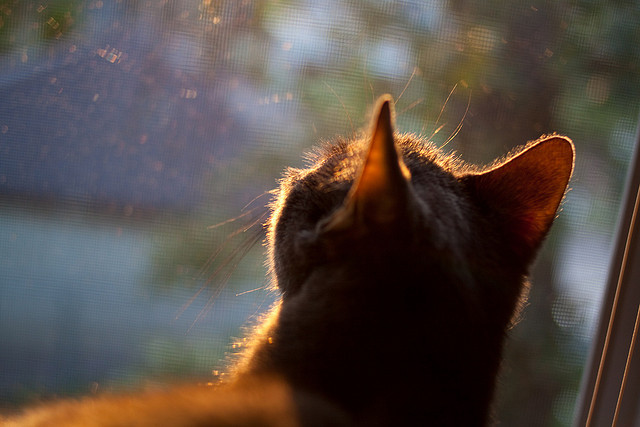 九游官网下载电脑版-巴西马术协会与阿根廷马术协会合作，举办国际马术友谊赛。，阿根廷马球马