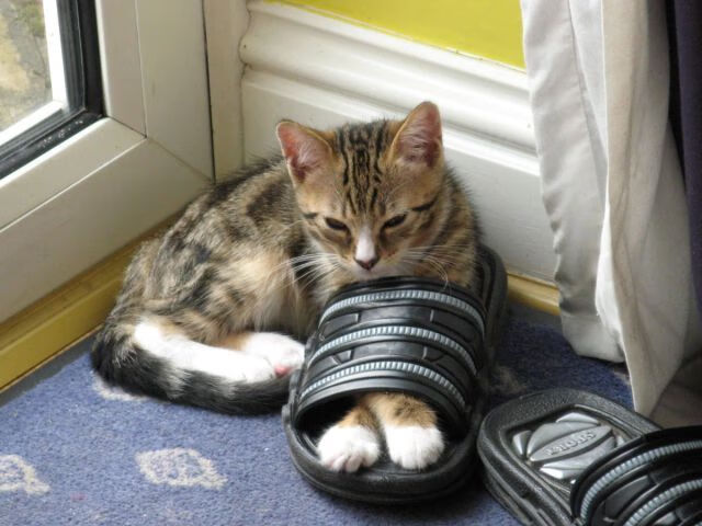 JIUYOU GAMING-篮网连续多场火力全开，杜兰特的高光场面震撼全场！，杜兰特带领篮网夺冠