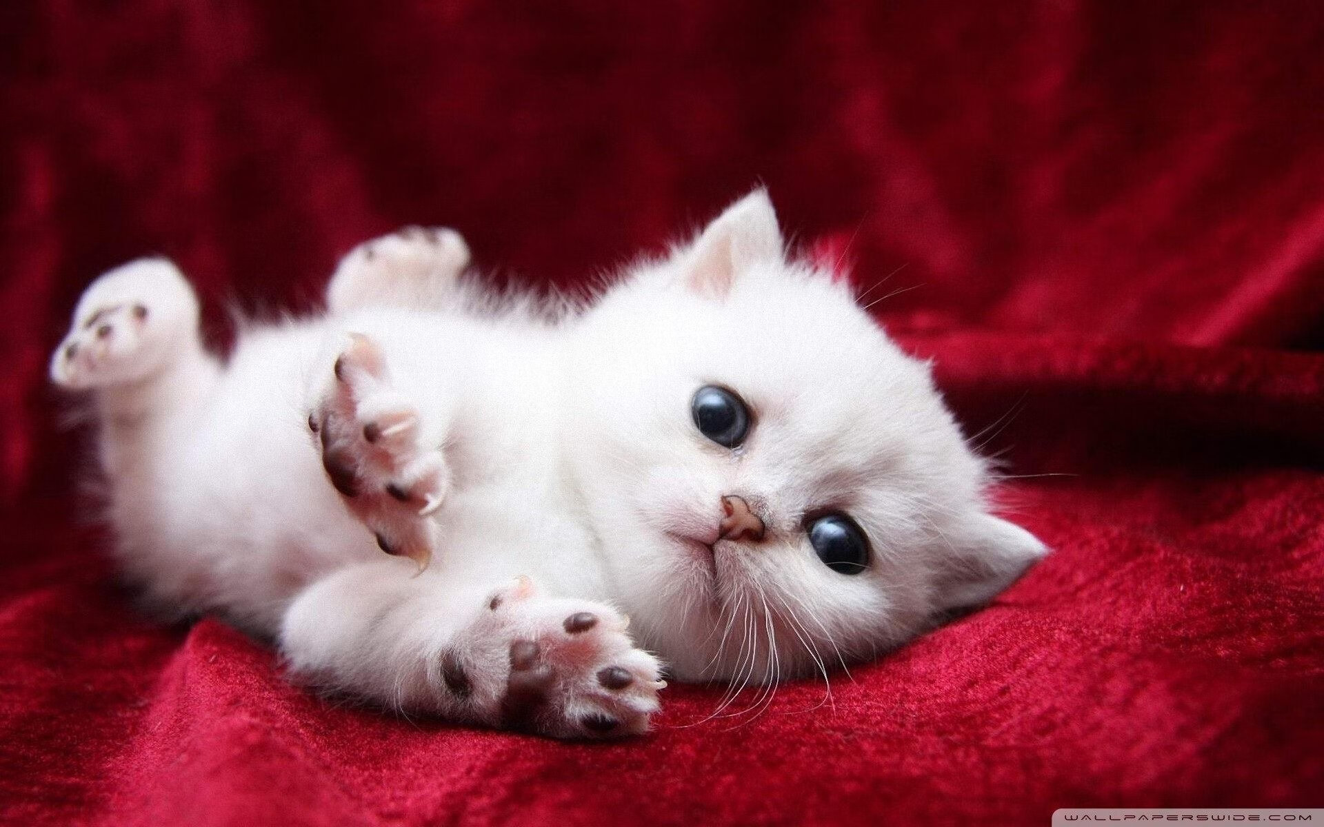 九游（jiuyou.com）游戏-上海上港逐渐回暖，形势趋于稳定，今天上海上港