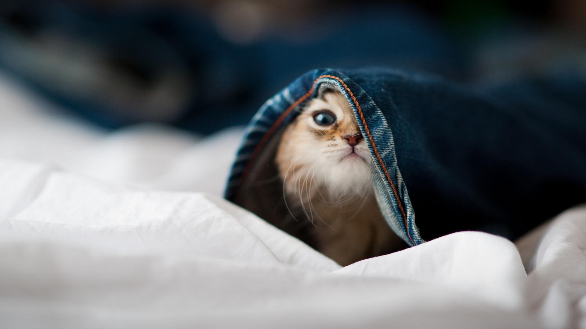 九游app下载中心-伯恩茅斯主场取胜，实现保级关键一步，伯恩茅斯转会