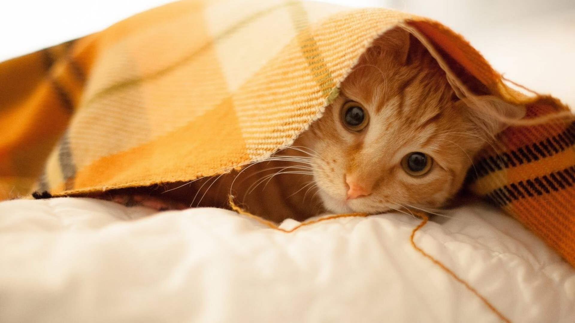 拜仁慕尼黑球员在比赛中展现出色的进攻能力,夺得胜利,拜仁慕尼黑主要球员