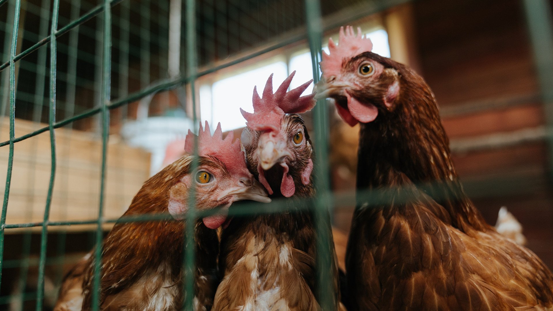 欧国联比赛:阿塞拜疆队淘汰白俄罗斯队,阿塞拜疆 欧足联