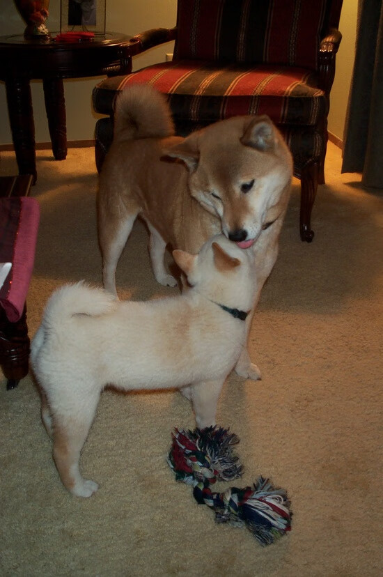 篮球运动员专项心理训练课程设计与开发,篮球运动员的心理选材