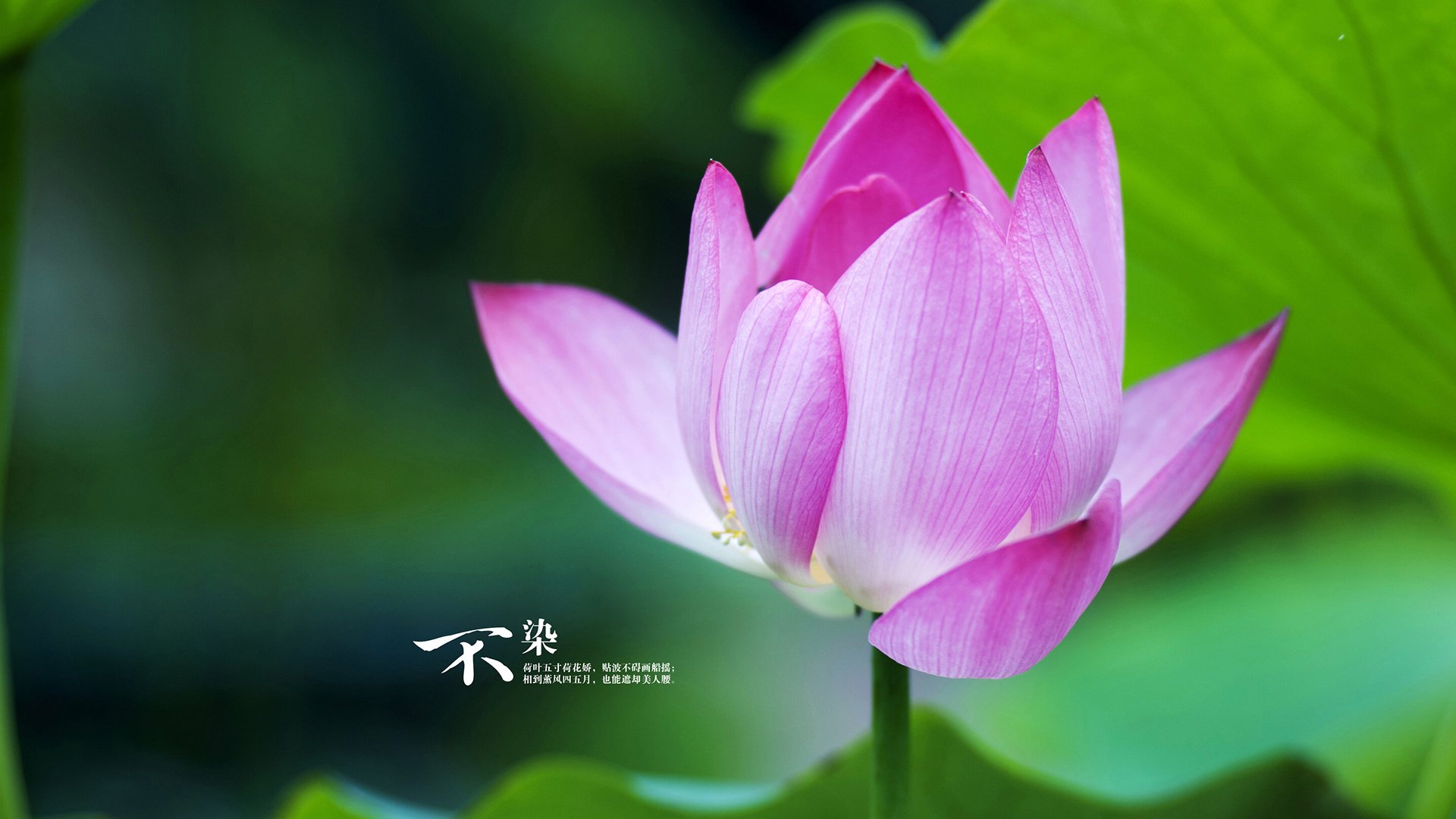 -英超巅峰对决：精彩对攻，场场震撼！，英超巅峰时期