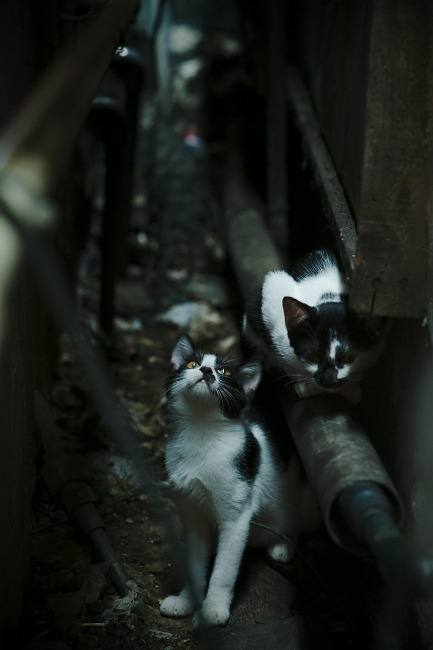 九游-赞比亚男篮在非洲预赛中奋勇前行，迈进奥运梦想的光明大道，赞比亚足球俱乐部