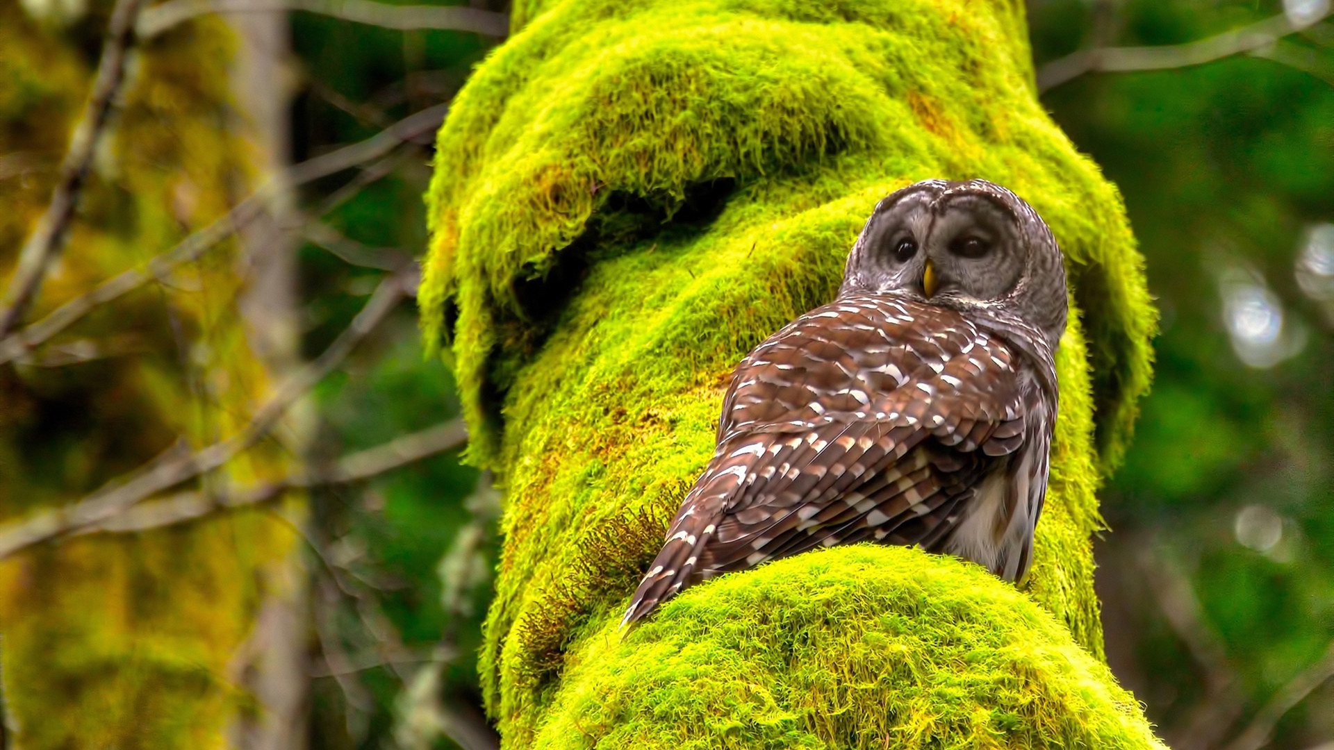 九游用户空间-足球青训公益计划在偏远地区推广，足协青训计划